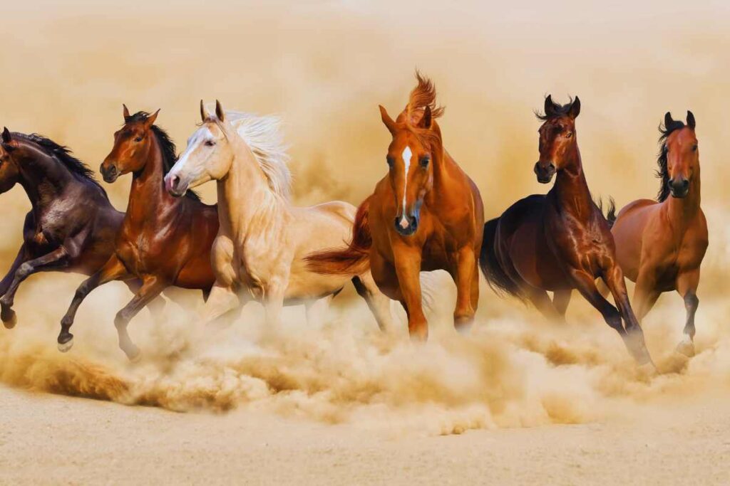 Cavalli, 10 cose che non conosci