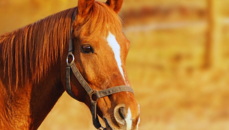 Cavalli, 10 cose che non sai di questi animali