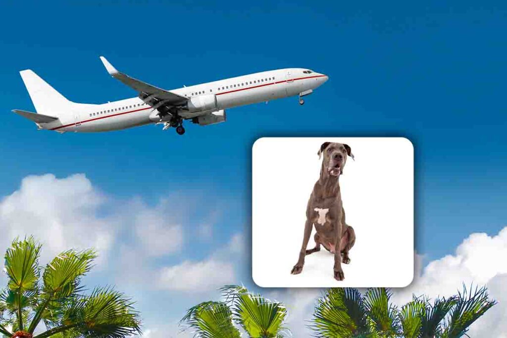 compagnie aeree che accettano animali sopra i 10 kg