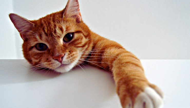 Gatti, 10 cose che devi sapere 
