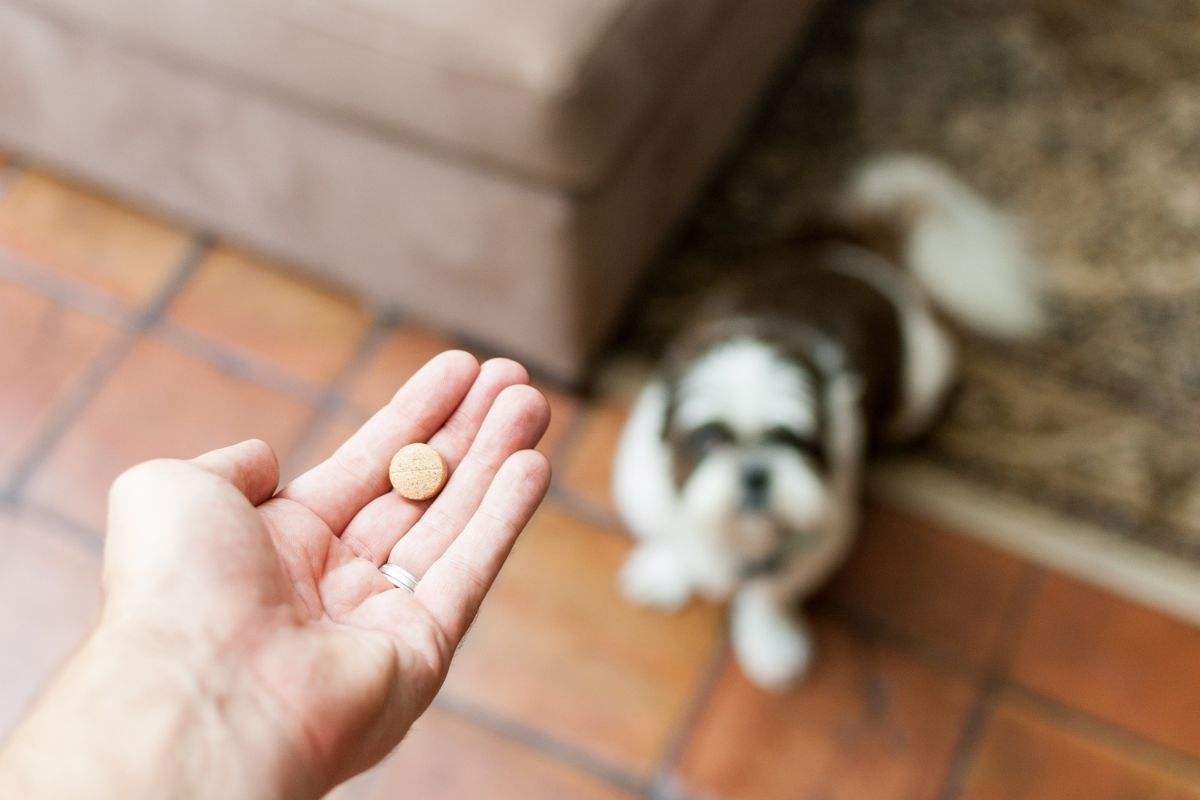 come dare pillola al cane e gatto